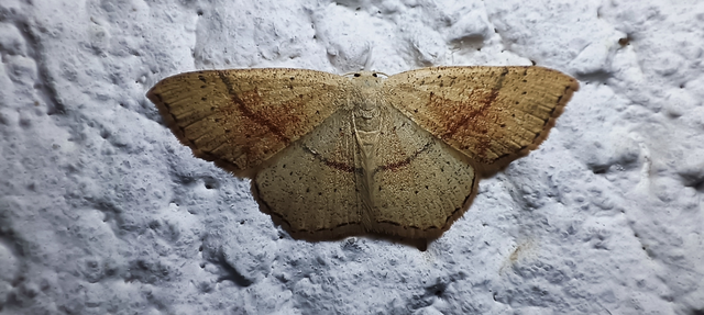 Cyclophora punctaria - sávos pettyesaraszoló