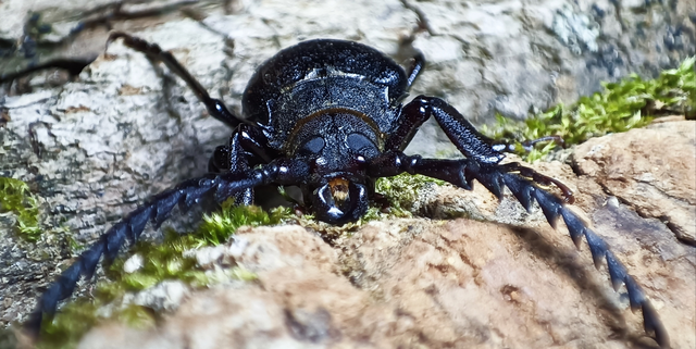 Prionus coriarius - csőszcincér