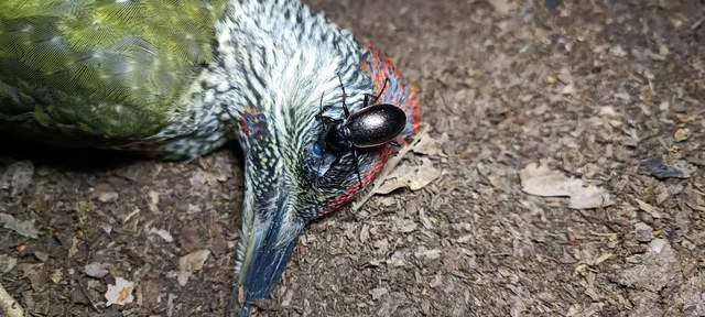 Carabus nemoralis - ligeti futrinka