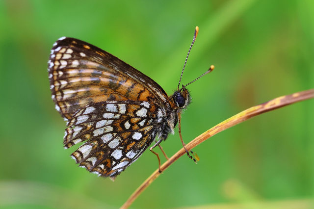 Melitaea diamina - kockás tarkalepke