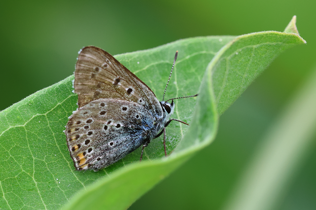 Lycaena alciphron - ibolyás tűzlepke
