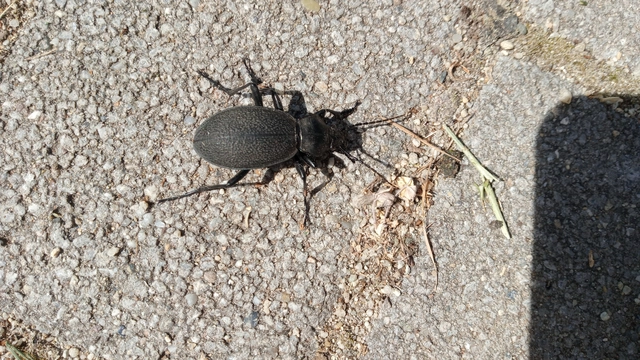Carabus coriaceus - bőrfutrinka