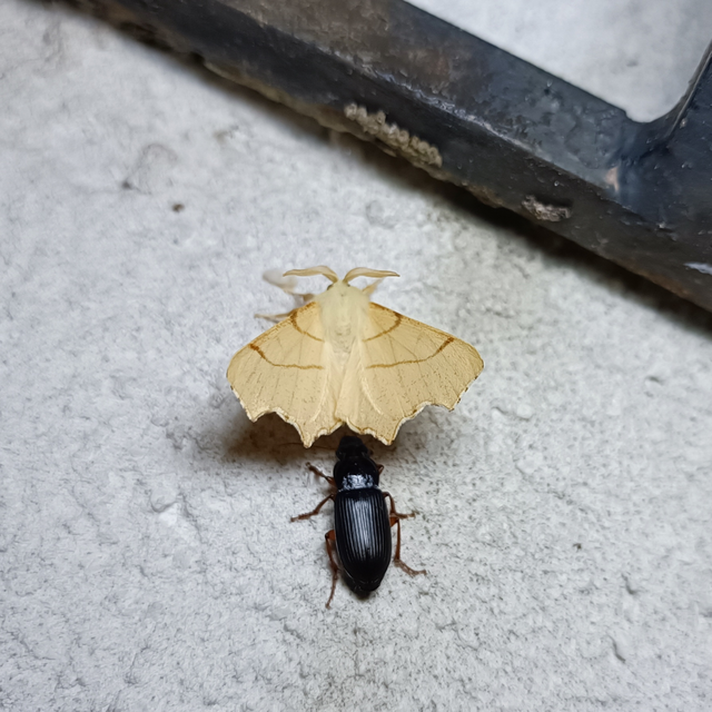 Ennomos erosaria - hársfa-levélaraszoló