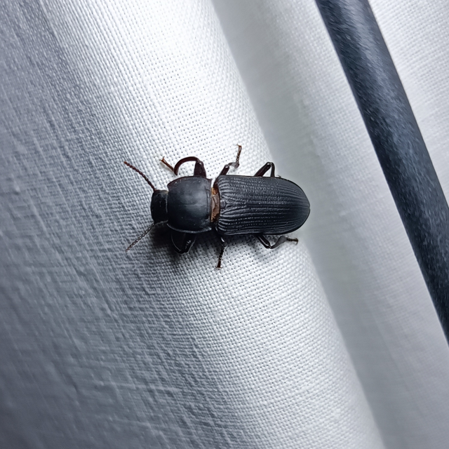 Tenebrio opacus - fogastorkú lisztbogár