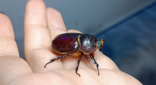 Oryctes nasicornis - orrszarvú bogár