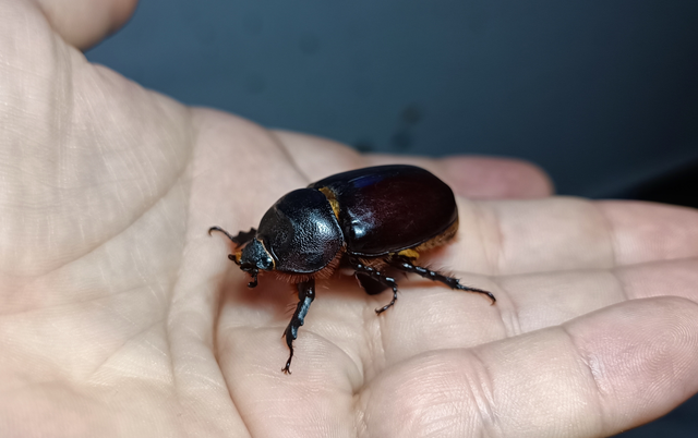 Oryctes nasicornis - orrszarvú bogár
