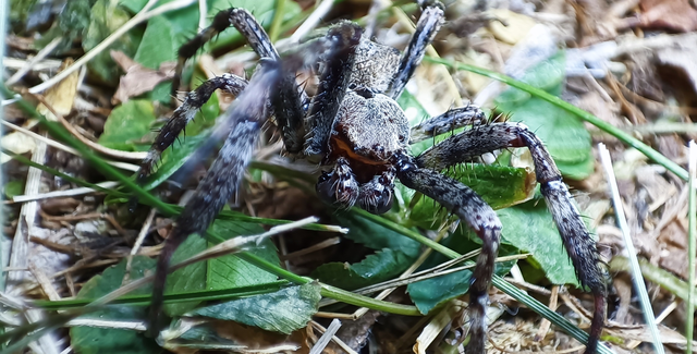 Araneus circe/angulatus