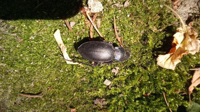Carabus violaceus - kékfutrinka