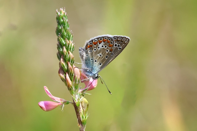 Polyommatus thersites - ibolyaszín boglárka