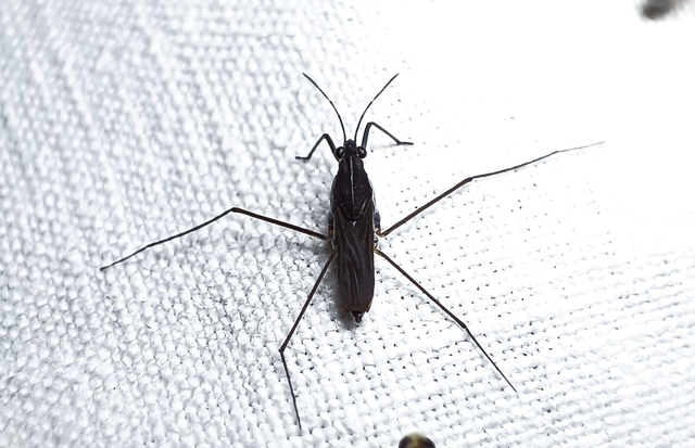 Gerridae - molnárpoloskák