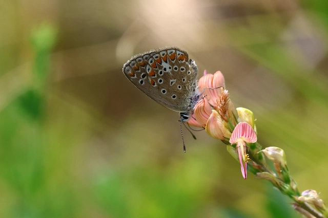 Polyommatus thersites - ibolyaszín boglárka