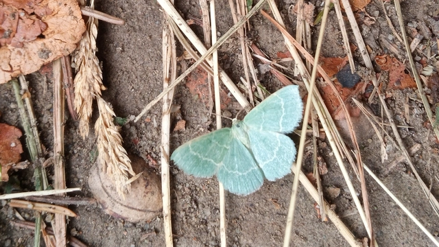 Chlorissa viridata/cloraria