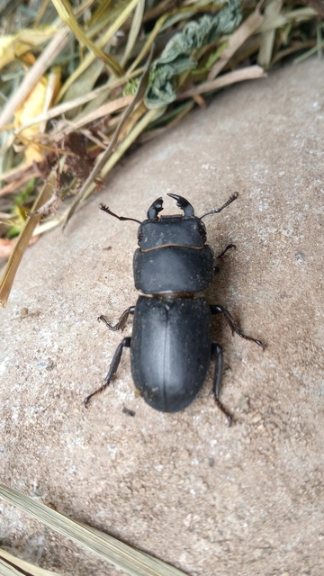 Dorcus parallelipipedus - kis szarvasbogár