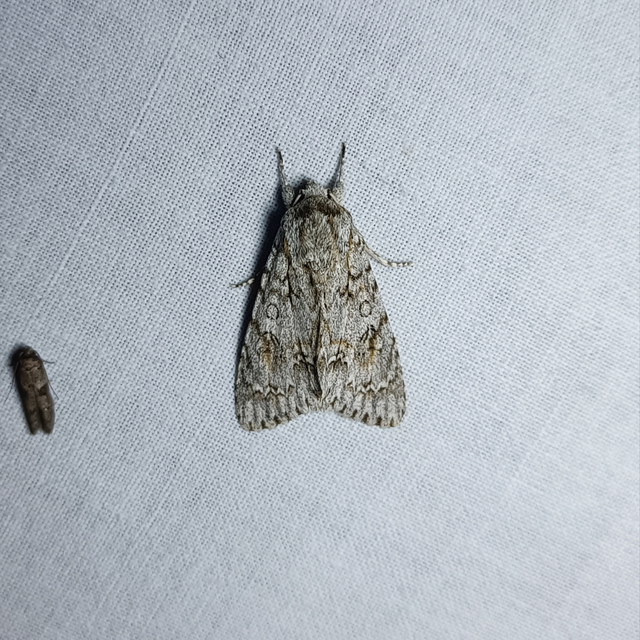 Acronicta aceris - vadgesztenye-szigonyosbagoly