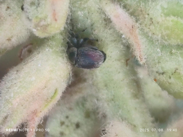 Rhinusa tetra - magtoklakó ökörfarkkóró-ormányos