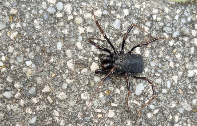 Opiliones - Kaszáspókok