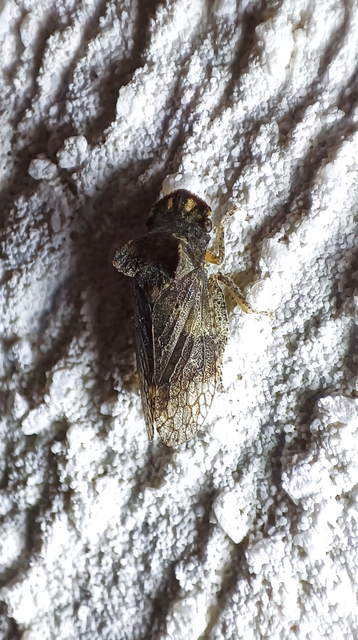 Ledra aurita - füleskabóca