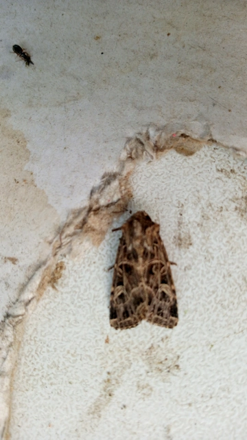 Heliophobus reticulata - fehéreres kertibagoly