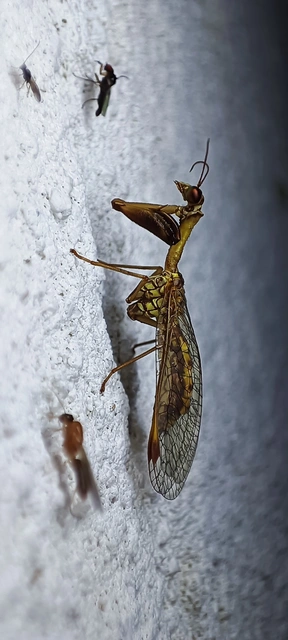 Mantispa styriaca - kétszínű fogólábú-fátyolka