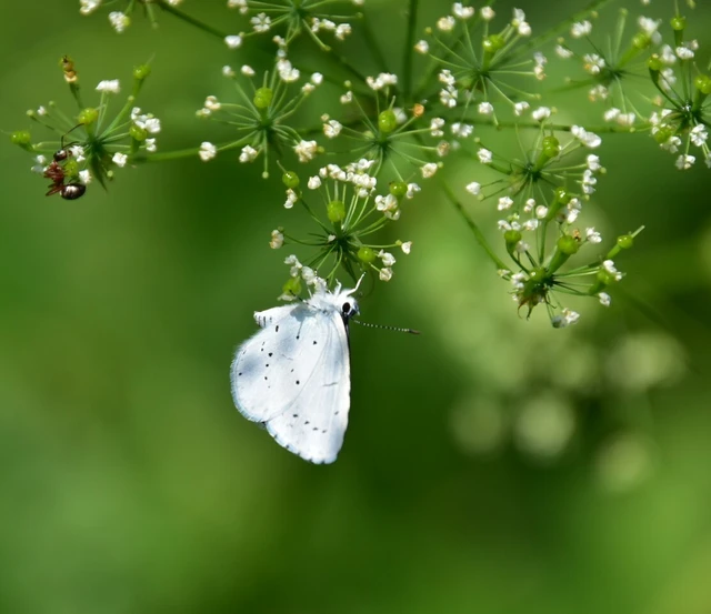 Celastrina argiolus - bengeboglárka