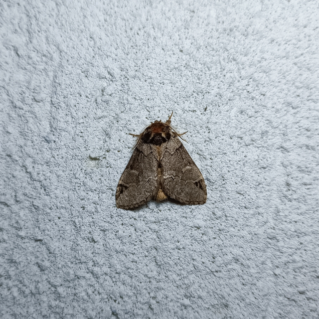 Drymonia obliterata - feketefoltos púposszövő