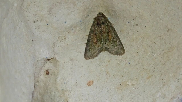 Oligia strigilis/latruncula/versicolor