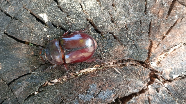 Oryctes nasicornis - orrszarvú bogár