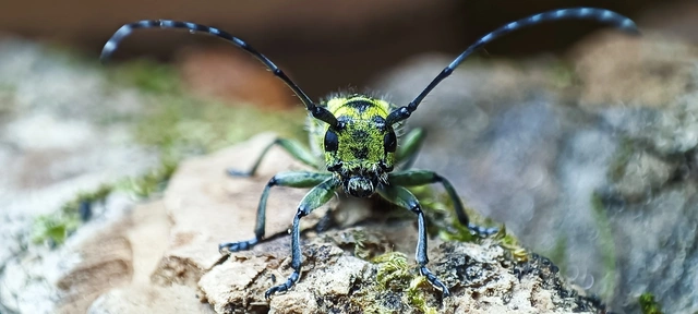 Saperda scalaris - létracincér