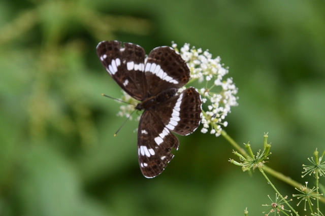 Limenitis camilla - kis lonclepke