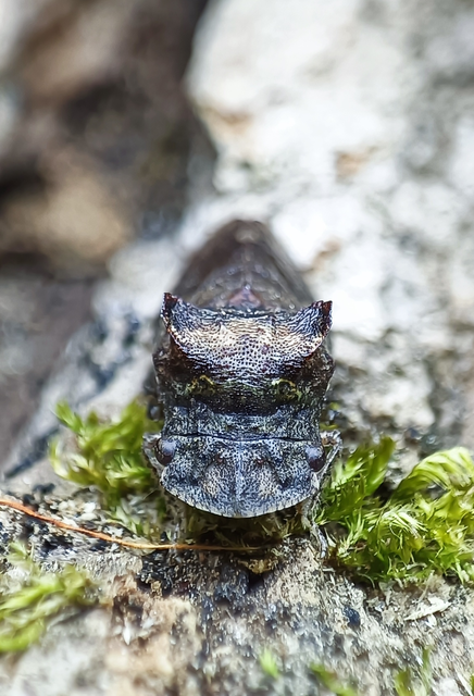 Ledra aurita - füleskabóca