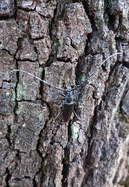 Cerambyx cerdo - nagy hőscincér