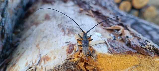 Monochamus galloprovincialis pistor - foltos fenyvescincér
