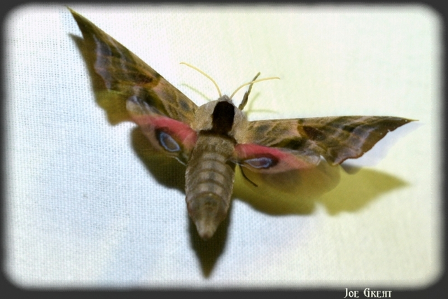 Smerinthus ocellatus - esti pávaszem