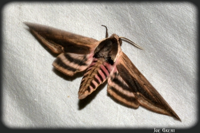 Sphinx ligustri - fagyalszender