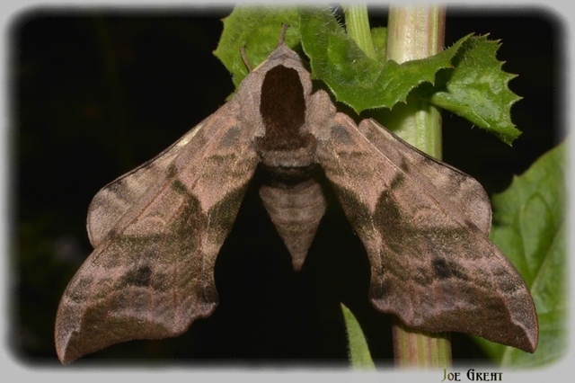 Smerinthus ocellatus - esti pávaszem