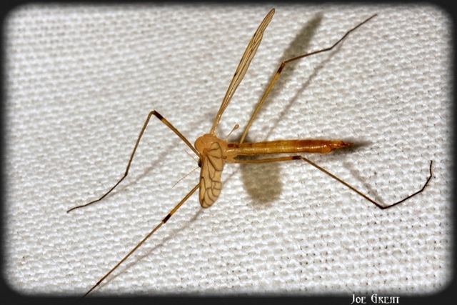Diptera - Kétszárnyúak