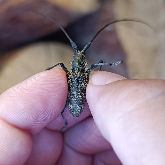 Monochamus galloprovincialis pistor - foltos fenyvescincér
