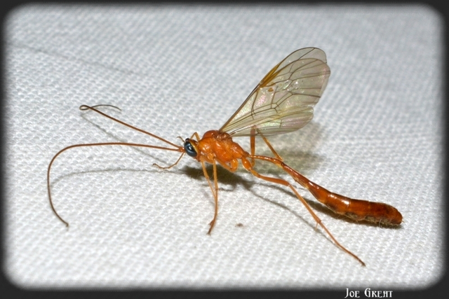 Hymenoptera - Hártyásszárnyúak