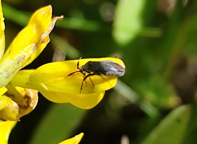 Heterocordylus Heterocordylus