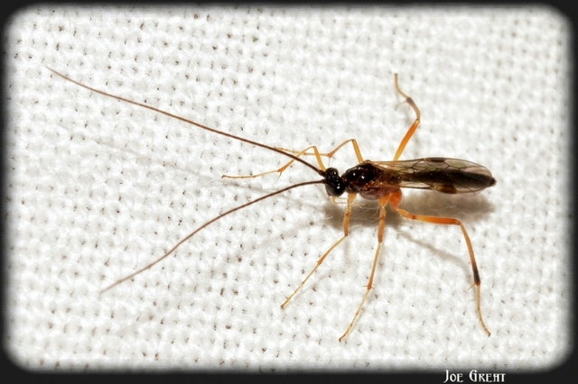 Hymenoptera - Hártyásszárnyúak