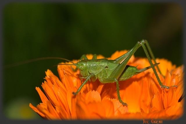 Tettigonia viridissima - zöld lombszöcske
