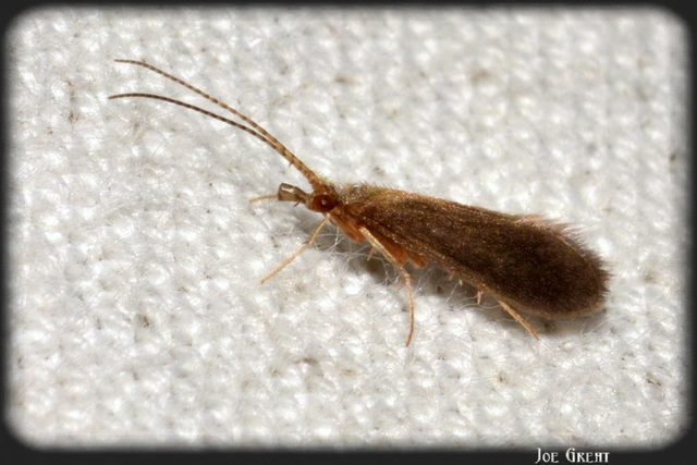 Trichoptera - Tegzesek