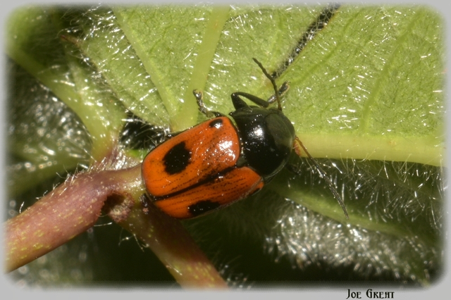 Cryptocephalus bipunctatus - kétpettyes zömökbogár