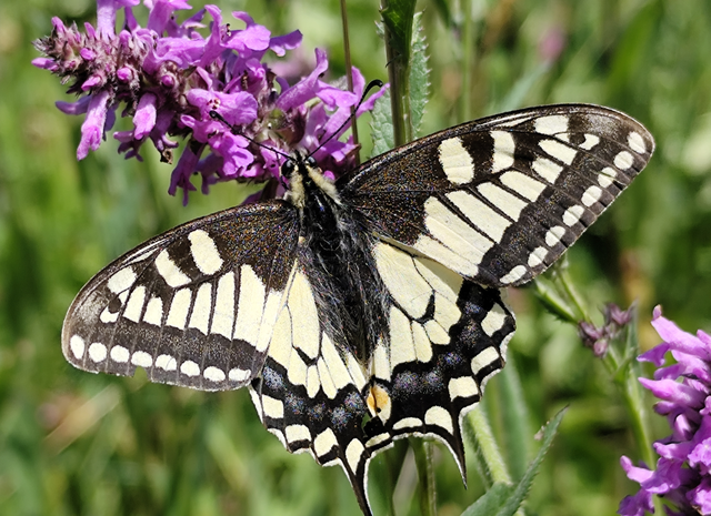 Papilio machaon - fecskefarkú lepke