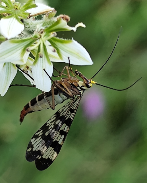 Panorpa vulgaris