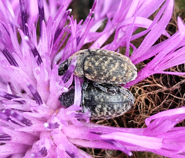 Larinus