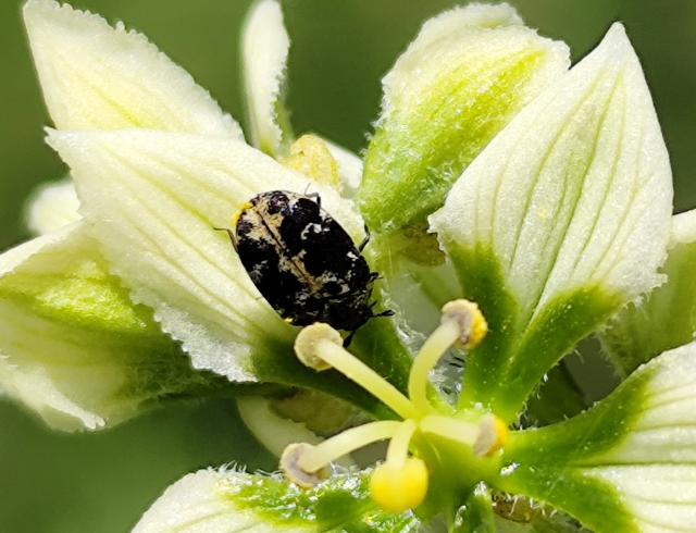 Anthrenus scrophulariae - nagy múzeumbogár