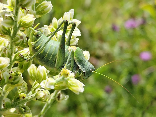 Polysarcus denticauda - fogasfarkú szöcske