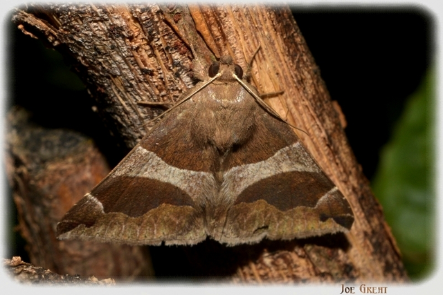 Dysgonia algira - déli porcelánbagoly