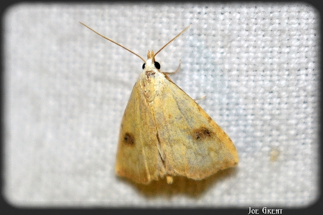 Rivula sericealis - selymes lórombagoly